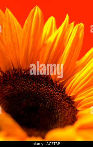 Sonnenblume Closeup vor einem hellen roten Hintergrund Stockfoto