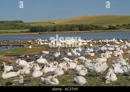 Höckerschwäne an Abbotsbury Swannery, Dorset, England, UK Stockfoto