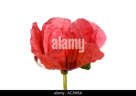 Red Poppy papaver somniferum against white background Stockfoto