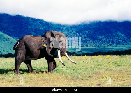 Tusker Elefant, Ngorongoro Krater, Tansania Stockfoto