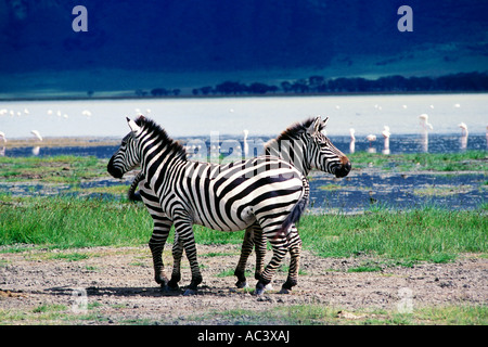Zebra, Ngorongoro Krater, Tansania Stockfoto