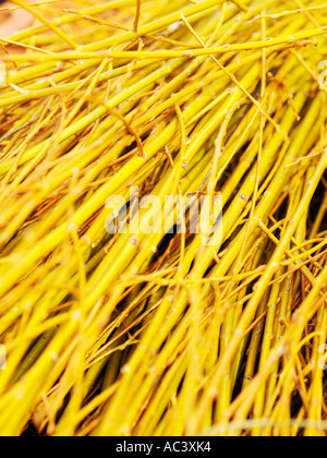 Gelbe Hartriegel Cornus Stolonifera Flaviramea Stockfoto