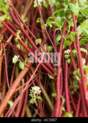 Rot, bellte roter Hartriegel Cornus Stolonifera Flaviramea Stockfoto