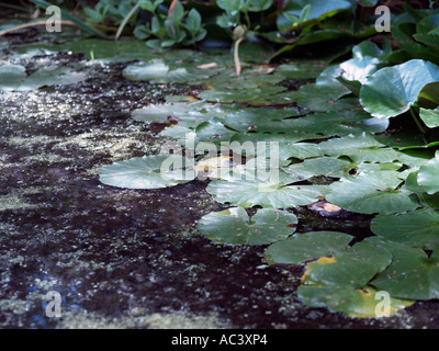 Seerosen in einem Teich Stockfoto