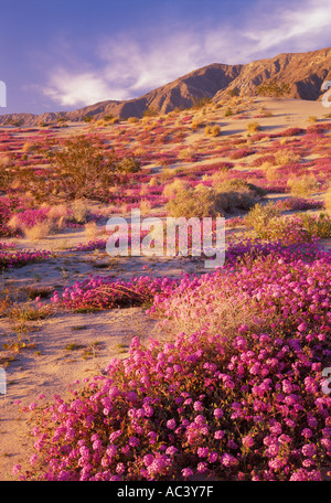 Sand-Verbena und Santa Rosa Berge Anza Borrego Desert State Park California Stockfoto
