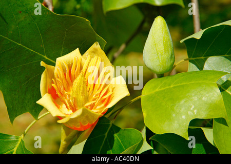 Royal Botanic Gardens Kew in Richmond London England Tulip Tree Liriodendron tulipifera Stockfoto