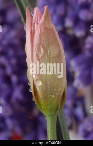 Tulipa Aucheriana AGM (Tulip) Großaufnahme des geschlossenen rosa Division 15 fünfzehn verschiedene Tulpe. Stockfoto