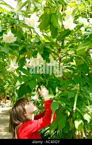 Royal Botanic Gardens Kew Richmond London gemäßigten Haus Angel s Trompete Brugmansia sp Stockfoto