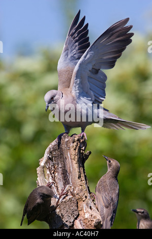 Rotflügel Taube Streptopelia Decaocto stehen auf Baumstumpf mit Flügeln auf der Suche nach Alarm Potton bedfordshire Stockfoto