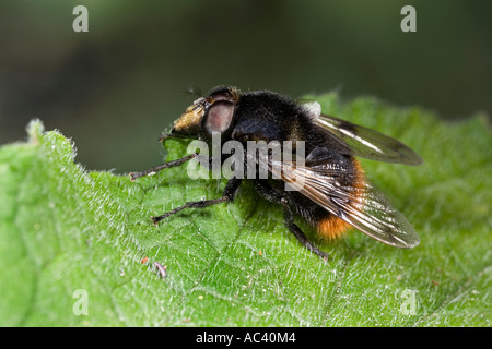 Hoverfly Volucella Bombylans am ruhen auf Blatt Seite Ansicht zeigt Markierungen mit schön aus Fokus Hintergrund Potton bedfordshire Stockfoto