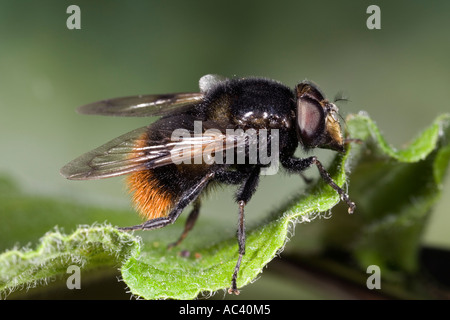 Hoverfly Volucella Bombylans am ruhen auf Blatt Seite Ansicht zeigt Markierungen mit schön aus Fokus Hintergrund Potton bedfordshire Stockfoto