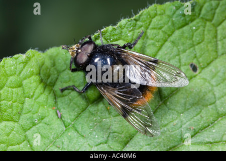 Hoverfly Volucella Bombylans ruht auf Blatt zeigen Markierungen Potton bedfordshire Stockfoto
