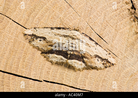 Winkte Umbra Menophra Abruptaria auf Eichenklotz mit Flügeln öffnen Potton bedfordshire Stockfoto