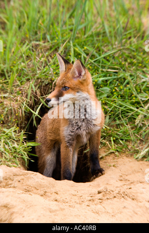 Junge rote Fuchs Vulpes Vulpes stehenden Warnung außerhalb der Erde Potton Bedfordshire suchen Stockfoto