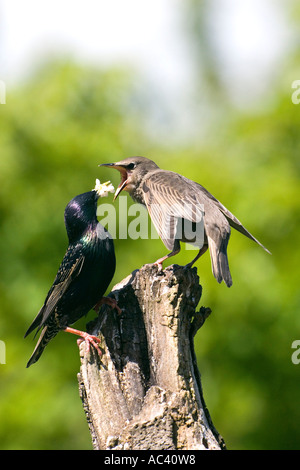 Starling Sturnus Vulgaris Erwachsener Fütterung Jungvogel auf Log mit schönen Fokus Hintergrund Potton bedfordshire Stockfoto