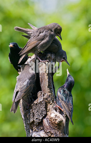 Gruppe von Jugendlichen und Erwachsenen Stare Sturnus Vulgaris thront auf stumpf alle aktiven Potton bedfordshire Stockfoto