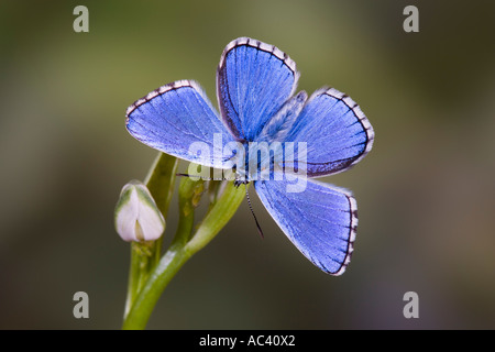 Adonis Blue Polyommatus Bellargus auf Blume mit Flügeln offen und nett aus Fokus Hintergrund Stockfoto