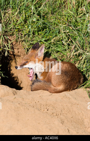 Junger Rotfuchs Vulpes Vulpes außerhalb der Erde Gähnen Potton Bedfordshire Stockfoto