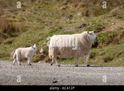 EIN MUTTERSCHAF MIT IHREM LAMM AUF EINEM HÜGEL IN WALES GROßBRITANNIEN Stockfoto