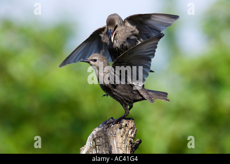 Junge Stare Streitereien Sturnus Vulgaris mit schönen Fokus Hintergrund Potton bedfordshire Stockfoto