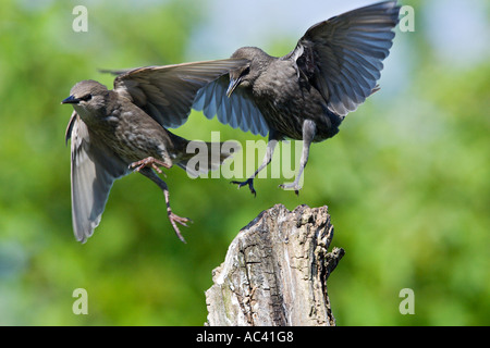 Junge Stare Sturnus Vulgaris Streitereien in der Luft mit schönen Fokus Hintergrund Potton Bedfordshire Stockfoto