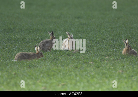 Braune Hasen Lepus Capensis Gruppe in der Paarung Aktivität auf Winterweizen Norfolk Uk April Stockfoto