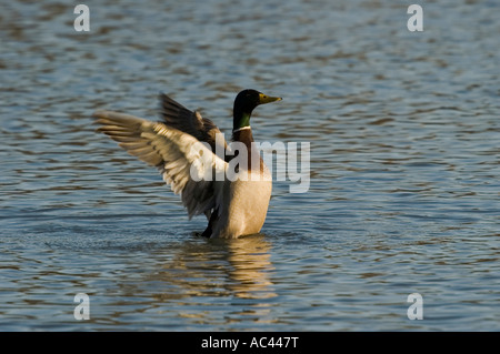 Stockente erstreckt sich seine Flügel Stockfoto