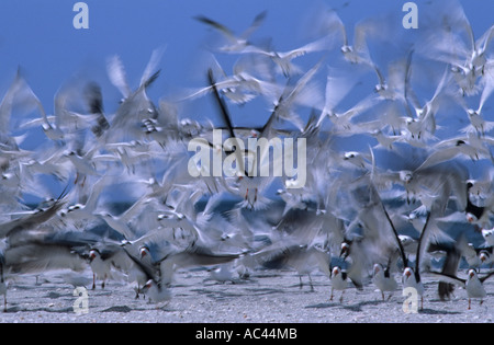 Schwarz-Skimmer und Brandseeschwalben ausziehen Blind Pass Beach FL Stockfoto