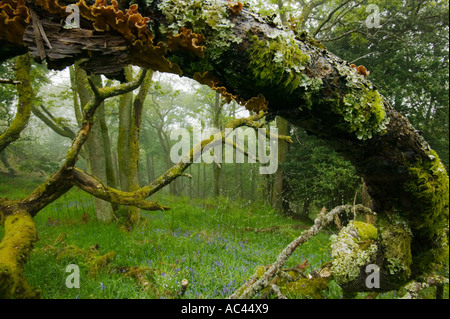 Funghi, Moose und Flechten auf einem Ast mit einem Spinnen-Netz in einem Wald in der Nähe von Ambleside, Lake District, Großbritannien Stockfoto