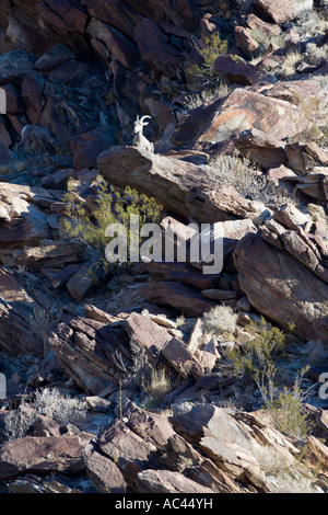 Halbinsel Dickhornschafe im Anza Borrego Stockfoto