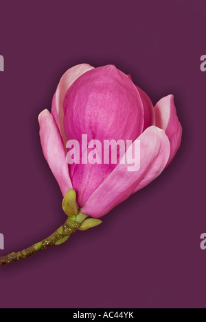 Eine Untertasse Magnolie Blume fotografiert im Studio (Frankreich). Fleur-de-Magnolie (Magnolia X soulangeana)-Photographiée-En-studio Stockfoto