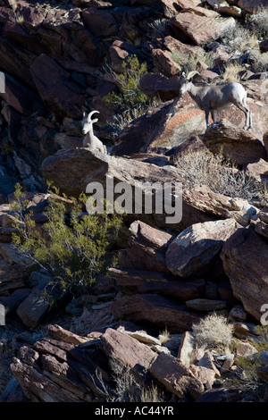 Halbinsel Dickhornschafe im Anza Borrego Stockfoto