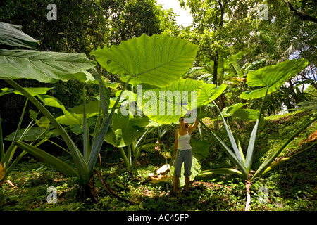 Eine junge Frau, die gerade aufrecht Elefanten Ohr verlässt (Mexiko). Jeune Femme aufmerksamen des Feuilles d'alocasia (Mexiko). Stockfoto