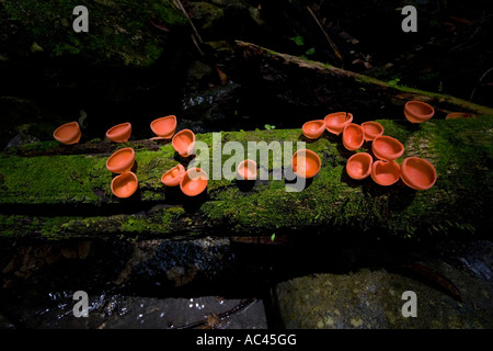 Cup-Pilz (Cookeina sp) auf einem abgestorbenen Baum (Mexiko). Stockfoto