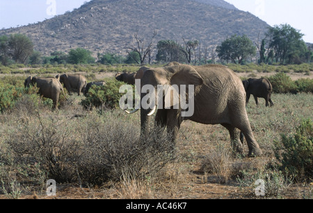 Herde von Elefanten Elephantidae zu Fuß durch die Savanne im Samburu Nationalpark Kenia in Ostafrika Stockfoto