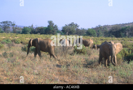 Herde von Elefanten Elephantidae zu Fuß durch die Savanne im Samburu Nationalpark Kenia in Ostafrika Stockfoto