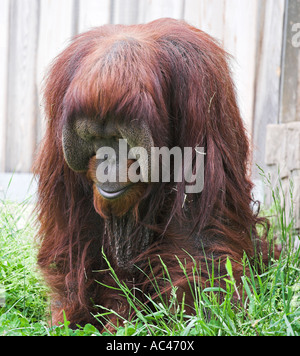 Dominanten männlichen Orang-Utan Stockfoto