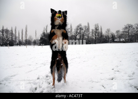 Border-Collie Hund im Park in den Schnee springen. Stockfoto