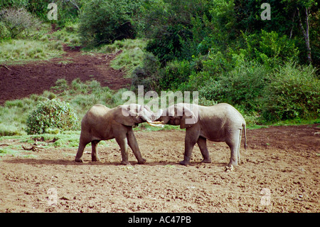 Elefanten Elephantidae kämpfen mit Stoßzähnen verriegelt im Kampf Samburu Nationalpark Kenia in Ostafrika Stockfoto