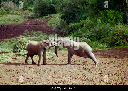 Elefanten Elephantidae kämpfen mit Stoßzähnen verriegelt im Kampf Samburu Nationalpark Kenia in Ostafrika Stockfoto