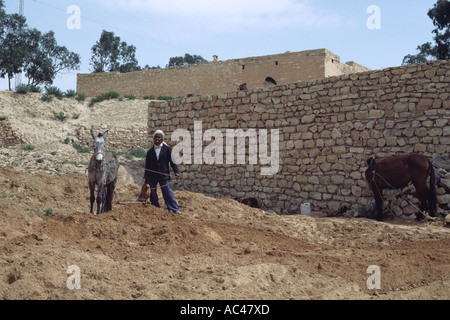 Mann mit Esel pflügen den Boden in das Dorf von Matmata südlichen Tunesien Nordafrika Stockfoto