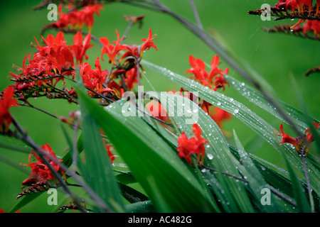 Crocosmia mit Regentropfen auf die Blätter und Blüten nach einer Dusche in Worcestershire UK Stockfoto