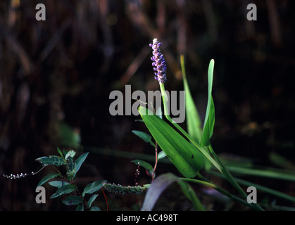 Blumen in der Nähe der Anhinga Trail in den Everglades National Park Florida Stockfoto