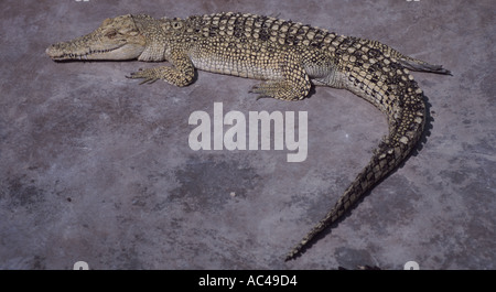 Albino Süßwasser Krokodil Stockfoto