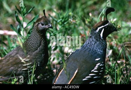 Kalifornien Wachtel Callipepla californica weibliche und männliche im Golden Gate Park in San Francisco, Kalifornien, USA Stockfoto