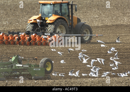 Scheibenegge und schwarze Leitung Möwen mit Traktor und Samen Bohren im Hintergrund Aussaat Sommergerste Norfolk UK April Stockfoto