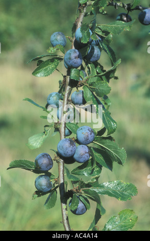 BLACKTHORN SCHLEHE Prunus spinosa Stockfoto