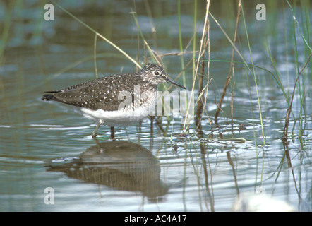 EINSAME SANDPIPER Tringa solitaria Stockfoto