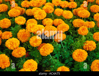 Eine Fülle von orange farbigen Ringelblumen in voller Blüte in einer krautigen Grenze Stockfoto