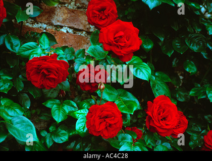 Rote Rosen in voller Blüte gegen eine Mauer klettern Stockfoto